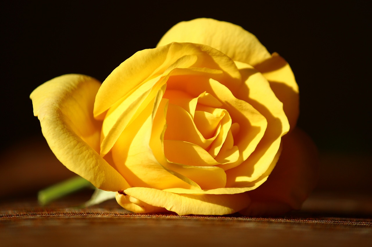 Des roses jaunes lors de funérailles