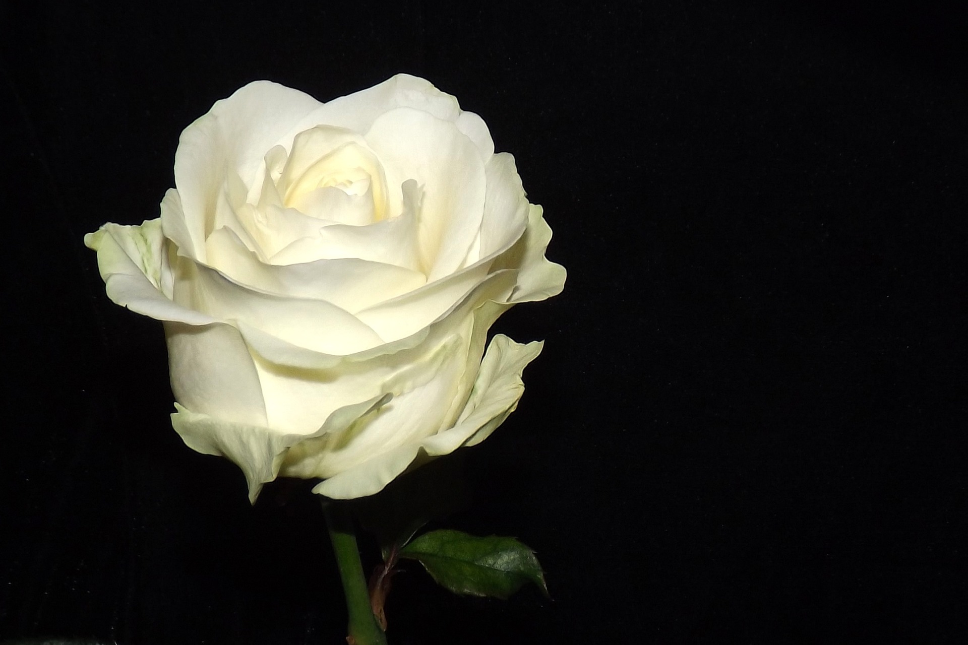 La rose blanche symbolise aussi l'éternité