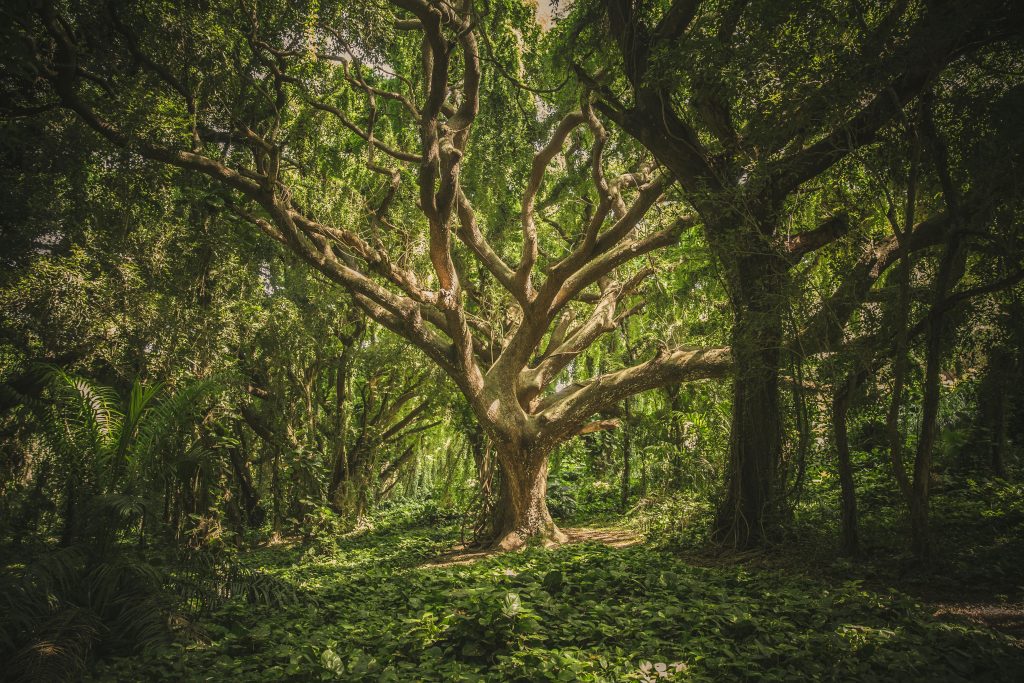 arbre de la vie signification