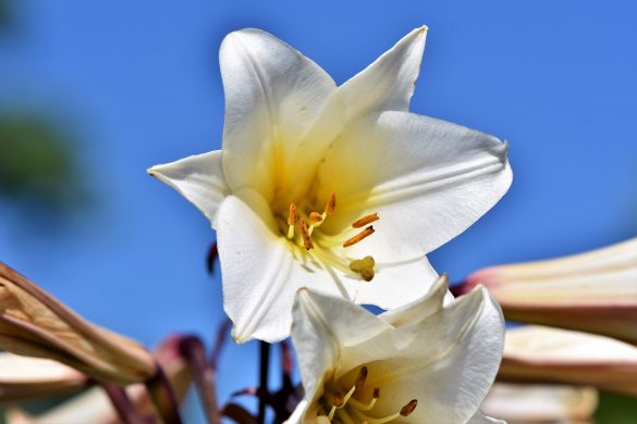 Fleur de lys blanc