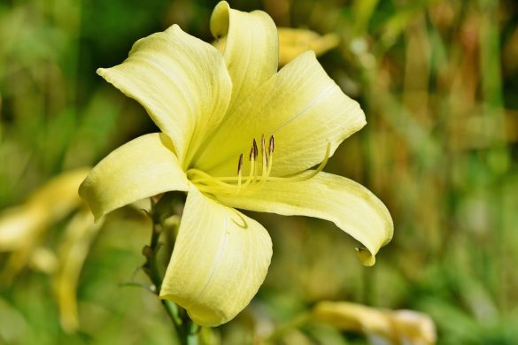 Fleur de lys jaune