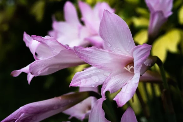 Fleur de lys violet