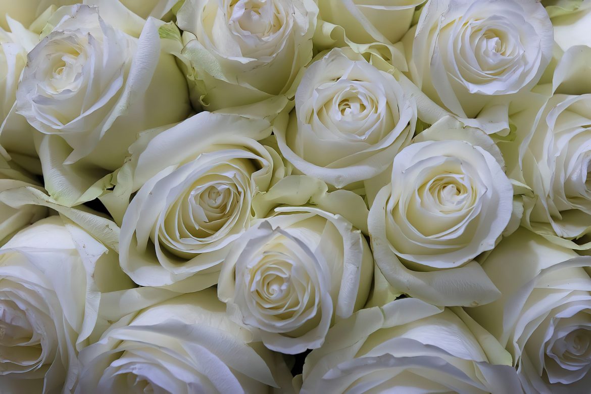 La signification des roses blanches