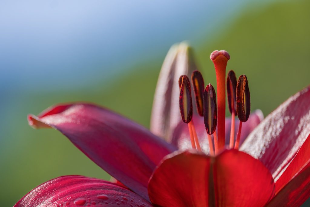 La signification de la fleur de lys